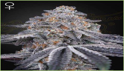 Dosidos x Holy Punch Genetics